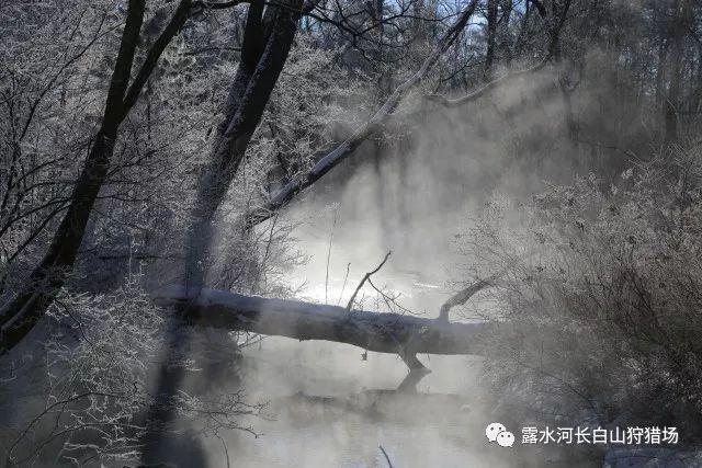 藤壶是什么？为什么很多海洋生物和船舶很怕藤壶？游戏画面